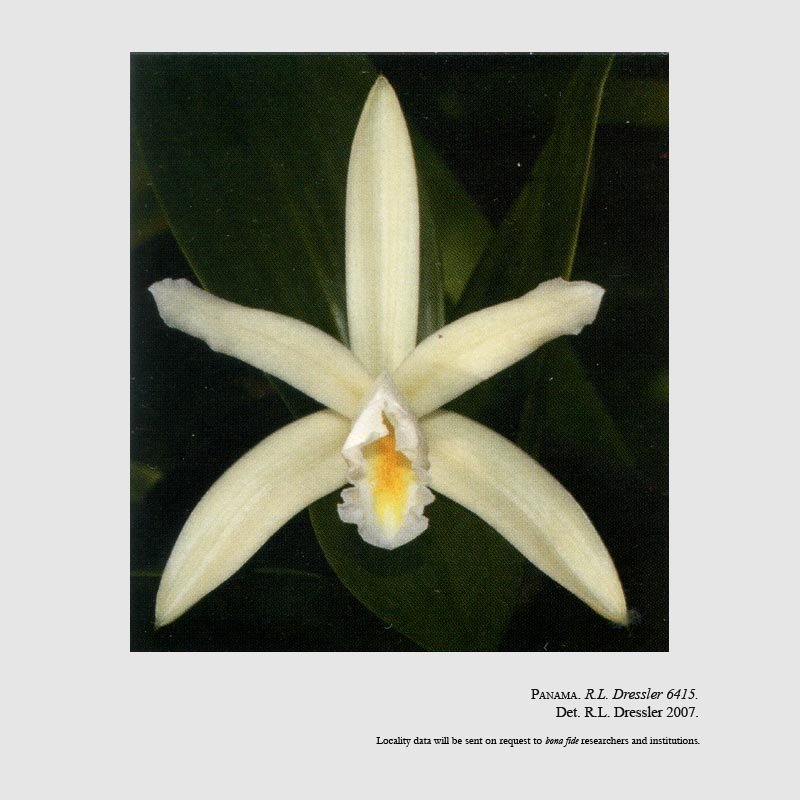 Sobralia sororcula